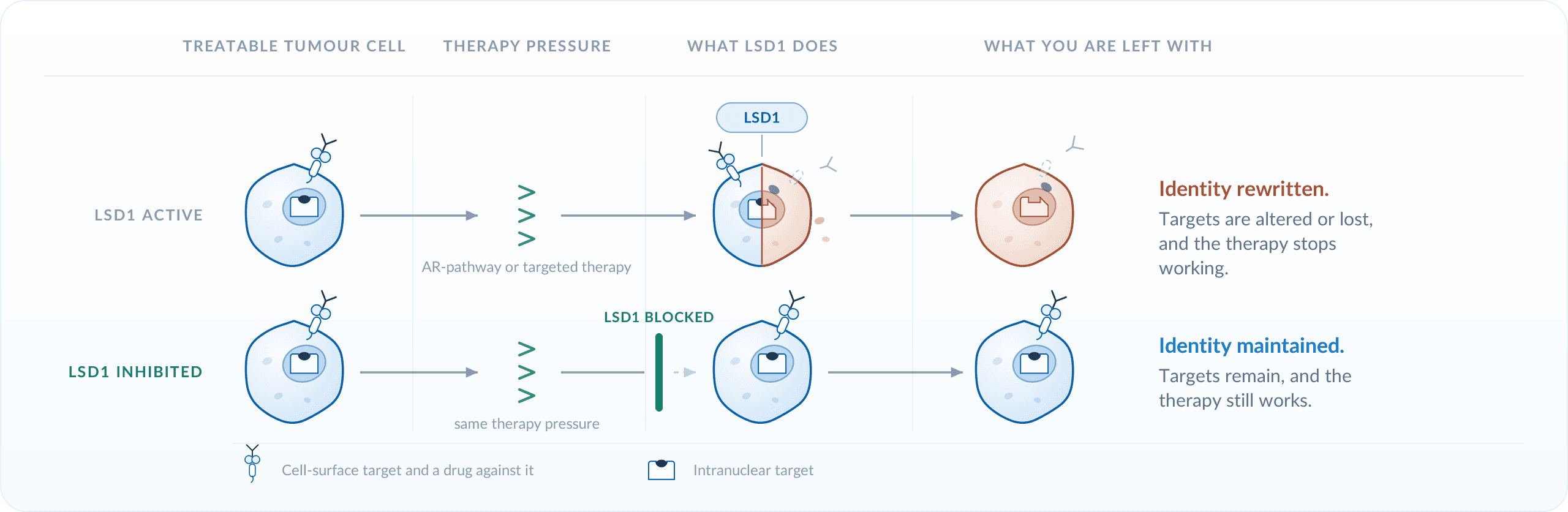 With LSD1 active, therapy pressure rewrites tumour cell identity; with LSD1 inhibited, identity is maintained and the therapy keeps working.