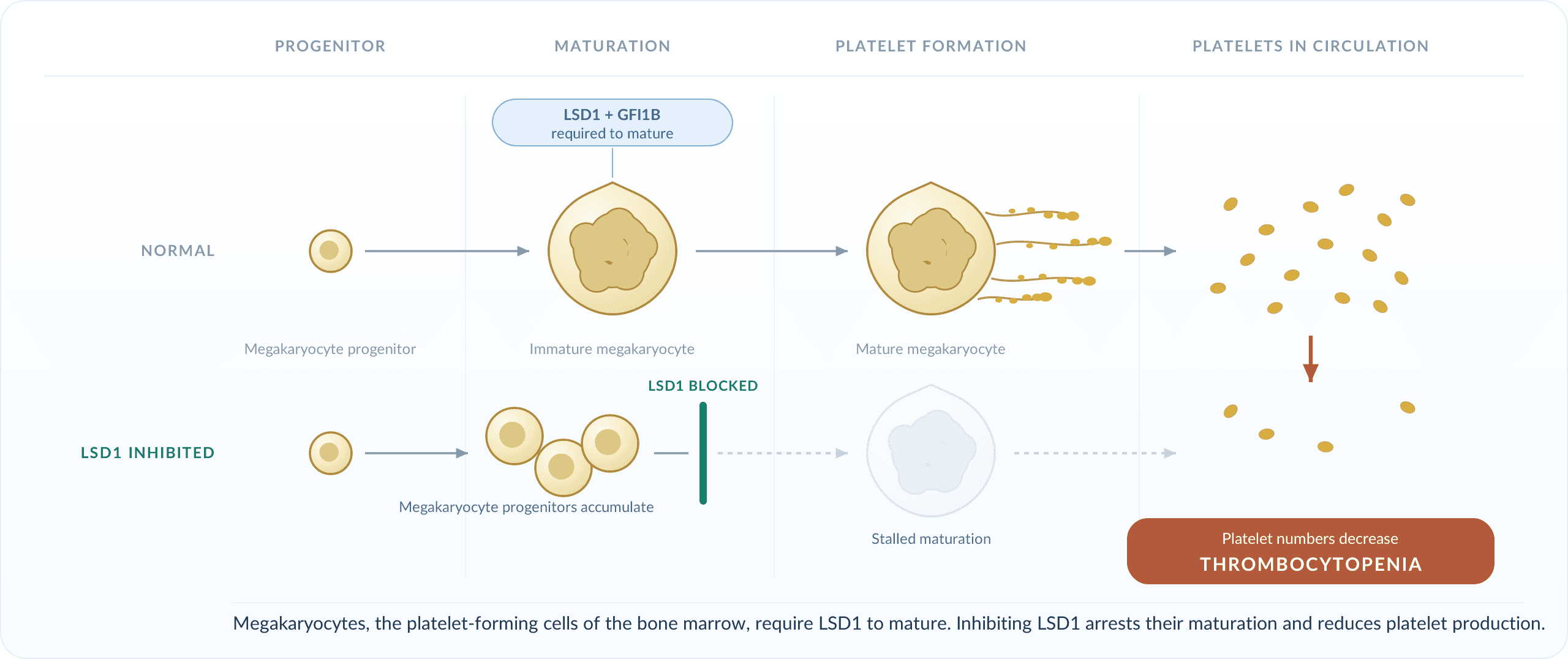 Megakaryocytes need LSD1 to mature; inhibiting LSD1 stalls maturation and reduces platelet numbers.